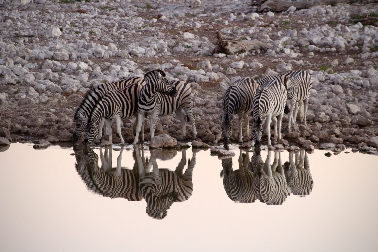 SAFARI Stripes at sunset